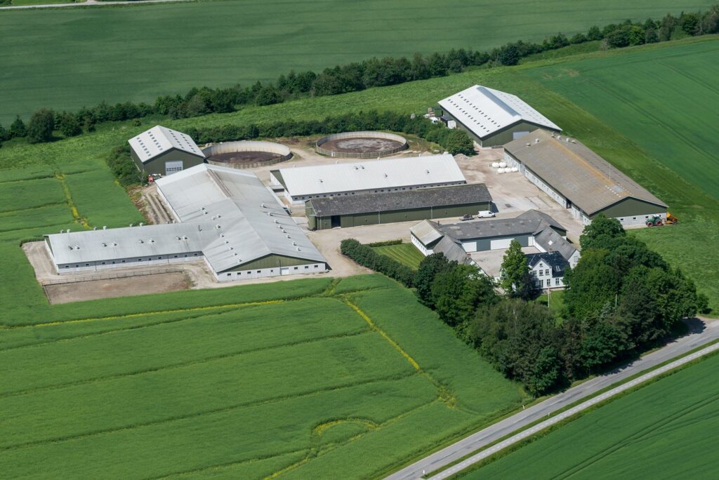 På Tilsbæk i Nordsjælland producerer Michael Nielsen Antonius-grise