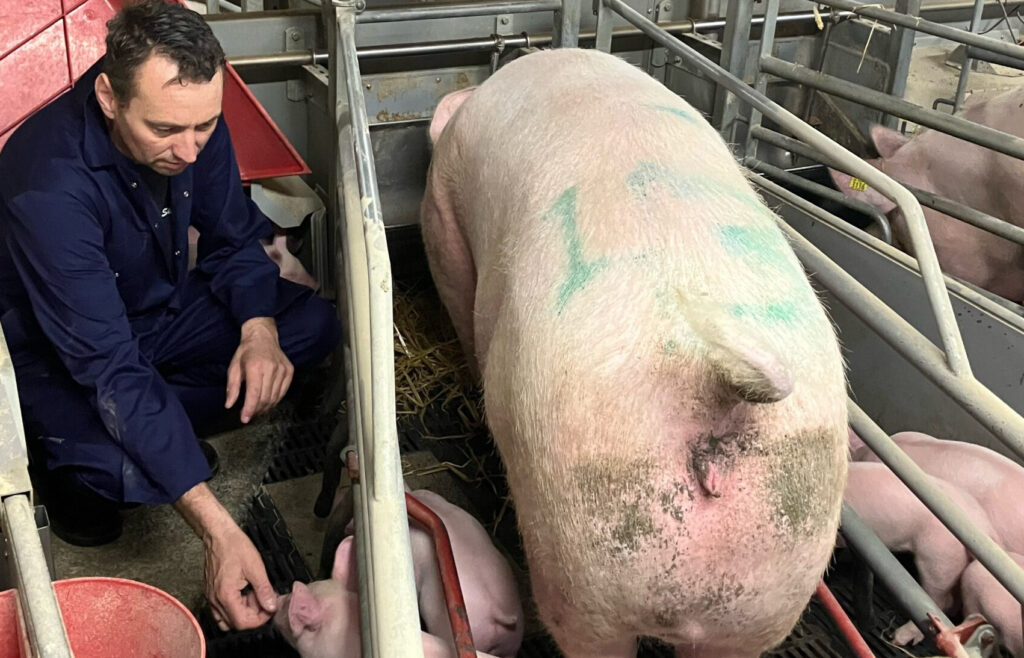 Thomas Kristoffersen er griseproducent på Skinnerupgaard