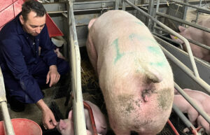 Thomas Kristoffersen er griseproducent på Skinnerupgaard